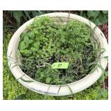 Large Decorative Planter Pot w/ Plants