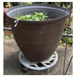 Potted Green Foliage Plant w/ Plastic Pot