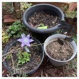 Collection of Pots