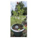 Potted Zinnia Plant in 22ï¿½x19ï¿½ Pot