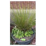 Outdoor Potted Plant in Welcome Tub