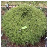 Outdoor Shrub in Pot