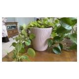 Two Houseplants w/ Pots and Glass Bowl