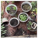 Collection of Outdoor Potted Plants & Decor