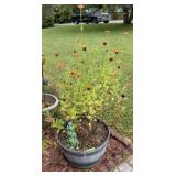 Potted Zinnia Flowers in Tub