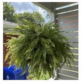 Boston Fern Hanging Basket