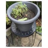 Plastic Plant Pot w/ Seedlings