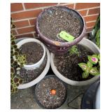 Ceramic and Plastic Planters