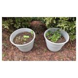 2pc Plastic Planters w/ Plants