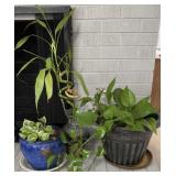 Houseplant Collection in Assorted Pots