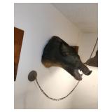 Wild Boar Taxidermy