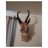 Pronghorn Antelope Taxidermy