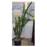 Large Potted Euphorbia Trigona Cactus