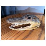 Taxidermy Alligator Head