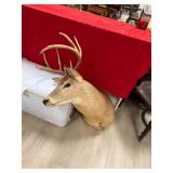 Deer Mount