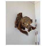 Taxidermy Squirrel