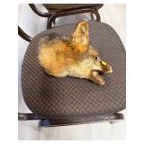 Taxidermy Fox Head