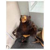 Taxidermy Bear