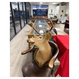 Taxidermy Deer Head