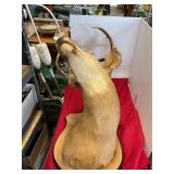 Taxidermy Buck