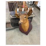 Taxidermy Deer Head