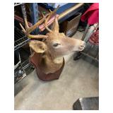 Taxidermy Deer