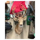 Deer Mount