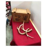 Hunting Box and Stag