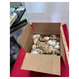 Nautical Seashell Lot