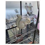 Concrete Squirrel