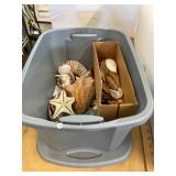 Seashells Lot