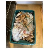 Seashells