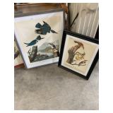 .37 Flicker & Belted Kingsfisher Prints