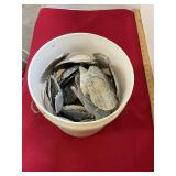 Bucket of Shells