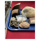 Assorted Coral, Geodes, and Fossils