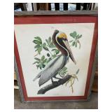 Brown Pelican Print