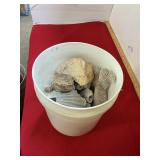 Bucket of Coral, Shells, Fossils