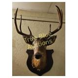 Majestic Mounted Deer Head - A Stunning Piece of T
