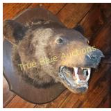 Authentic Taxidermy Black Bear Head Mount - A Uniq