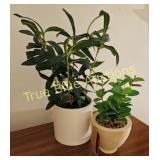 Charming Indoor Plant Duo: Lush Greenery for Your