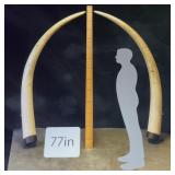 2 Genuine Exotic African Elephant Ivory Tusks
