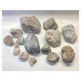 LARGE FOSSILIZED CORAL