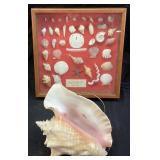 CONCH SHELL & SPRING 1980 SHELLS COLLECTED FROM