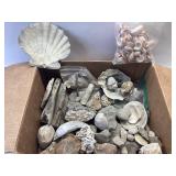 FOSSILS, MINERALS AND SHELLS