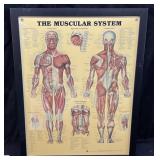 THE MUSCULAR SYSTEM MEDICAL ILLUSTRATION BY PETER