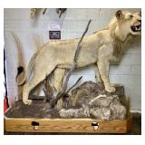 African Male Lion Trophy mount