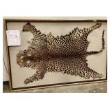 African Leopard hide in display case