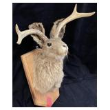 VTG. JACKALOPE TAXIDERMY MOUNT ON WOODEN DISPLAY