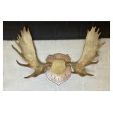 Moose antler Trophy mount