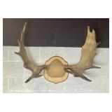 Moose antler Trophy mount